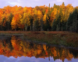 Fall